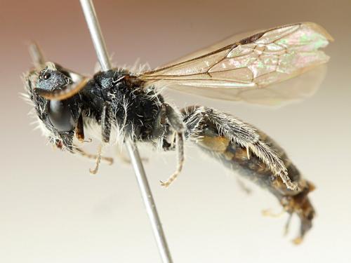 Andrena viridescens