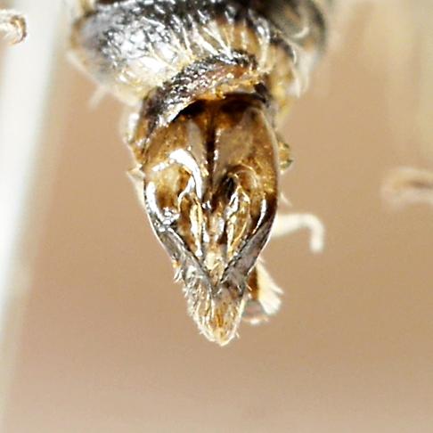 Réf. 203 366 : Andrena viridescens