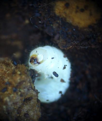 Dorcatoma dresdensis