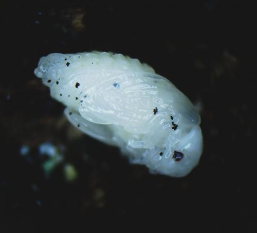 Dorcatoma dresdensis