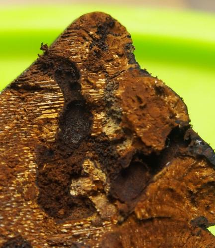Dorcatoma dresdensis