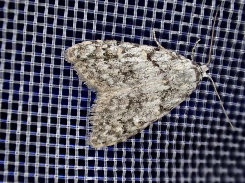 Réf. 203 052 : Nola cicatricalis
