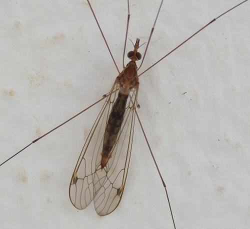 Maekistocera longipennis