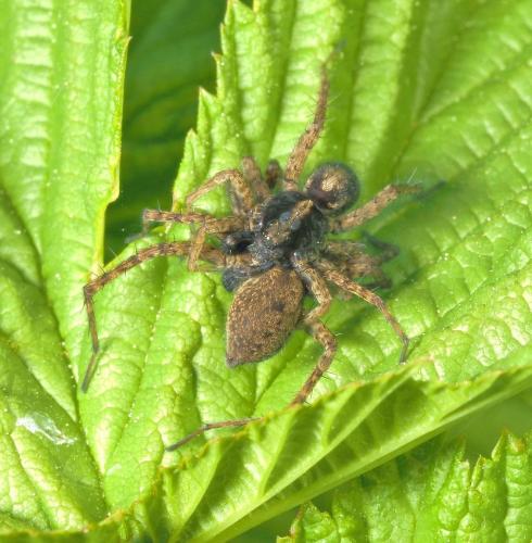 Pardosa sp.