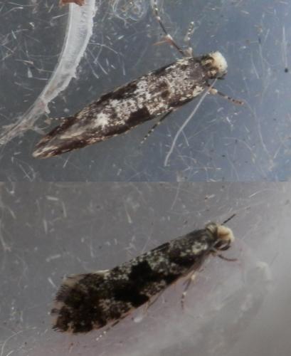 Réf. 203 265 : Nemapogon granella
