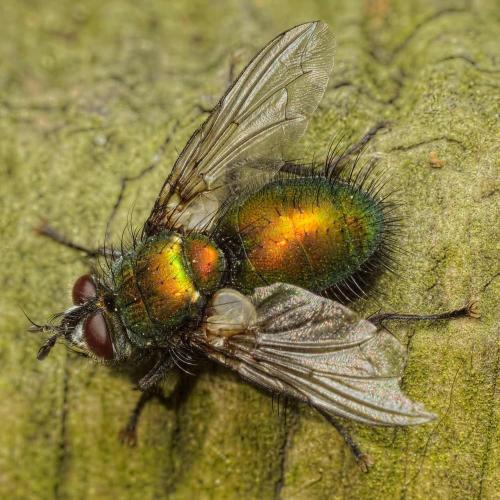 Gymnocheta viridis