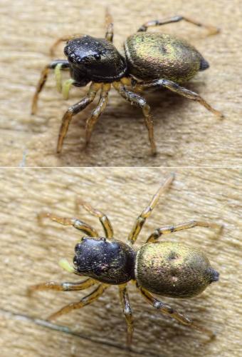 Réf. 203 547 : Heliophanus auratus