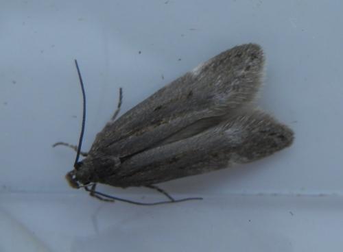 Réf. 203 263 : Aroga velocella