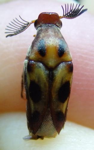 Réf. 203 330 : Macrosiagon octomaculatum