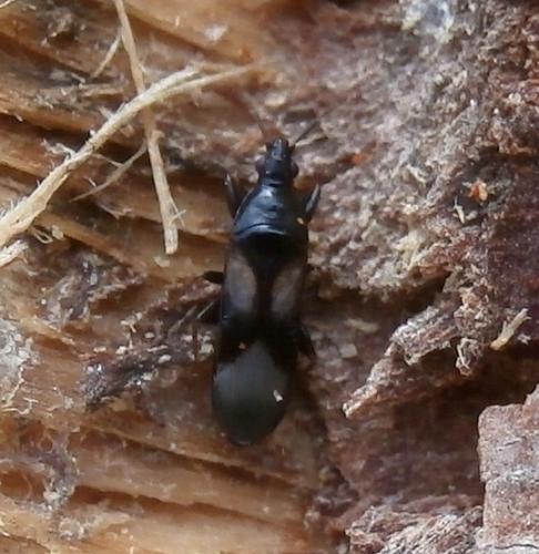 Réf. 203 593 : Scoloposcelis pulchella angusta