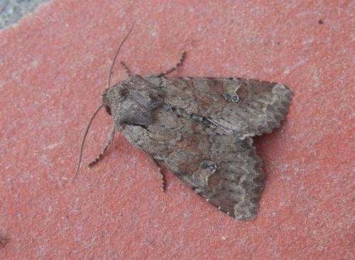 Réf. 203 777 : Apamea sordens