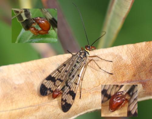 Panorpa cognata