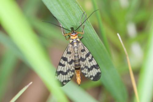 Panorpa meridionalis