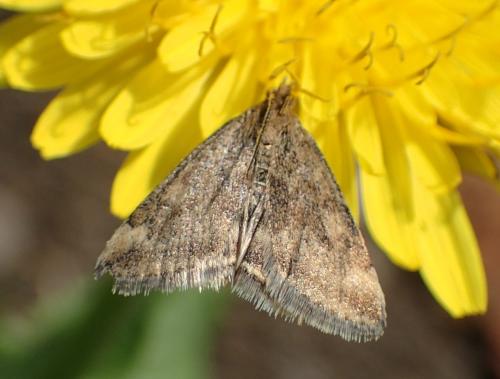 Réf. 203 180 : Pyrausta despicata