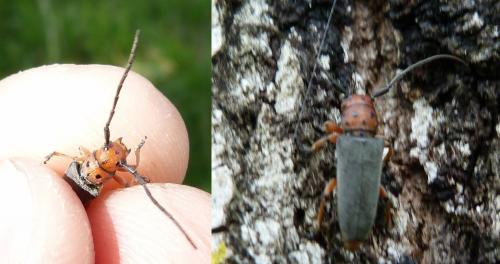 Phytoecia rubropunctata