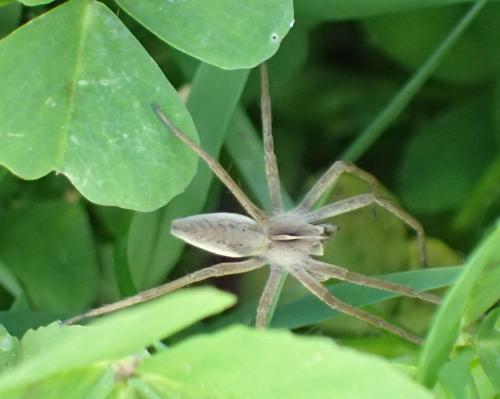 Pisaura mirabilis