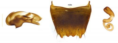 Réf. 203 566 : Plataraea brunnea