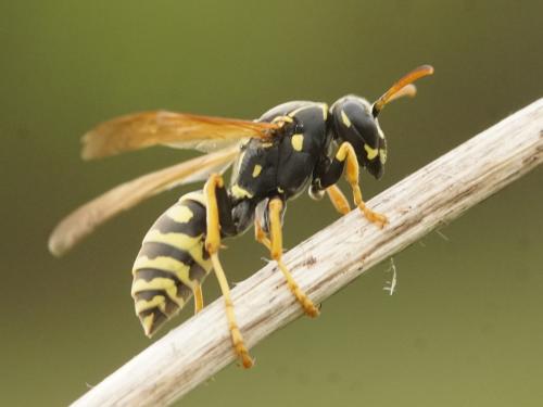 Réf. 203 639 : Polistes nimpha