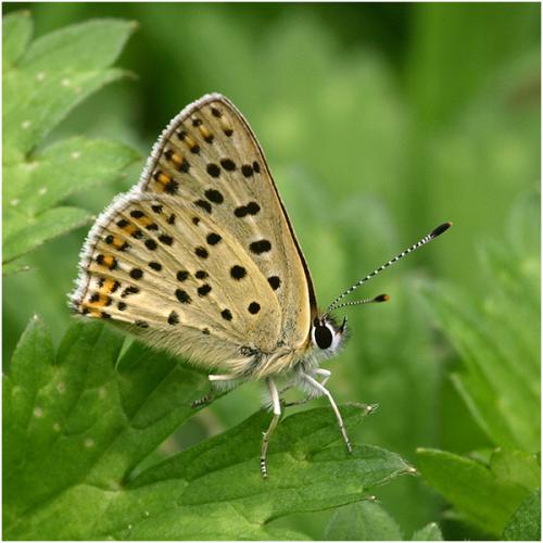 Lycaena tityrus