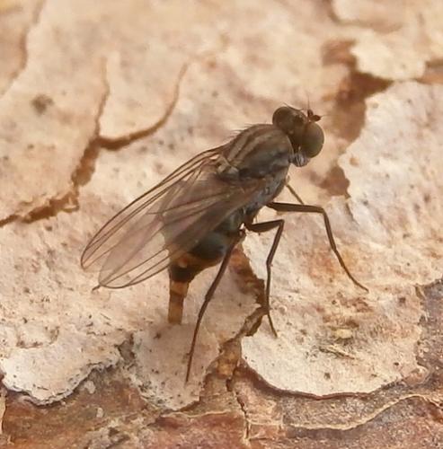 Medetera sp.