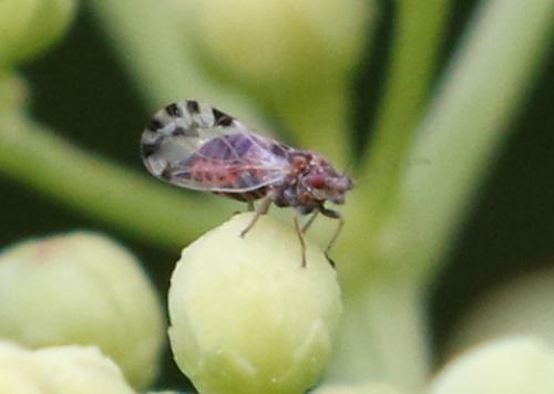 Cacopsylla pulchella