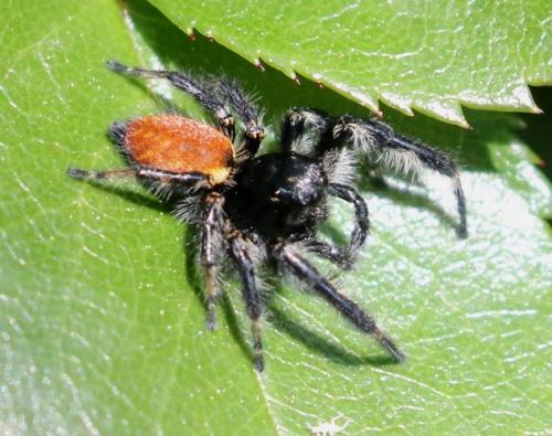 Réf. 203 275 : Carrhotus xanthogramma