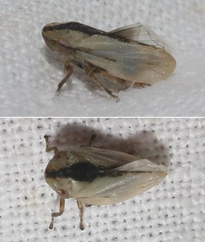 Philaenus spumarius