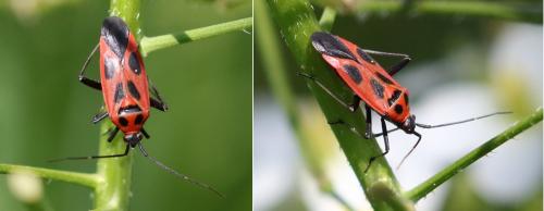 Réf. 203 013 : Calocoris nemoralis