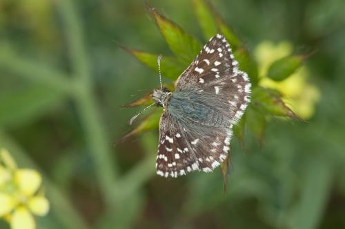 Réf. 203 532 : Pyrgus malvoides