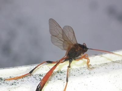 Therion circumflexum