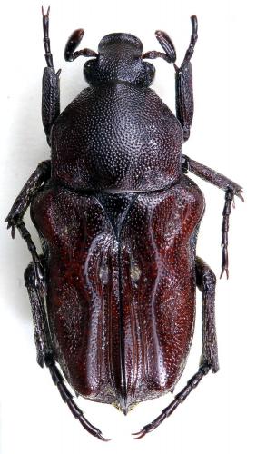 Rhagopteryx brahma
