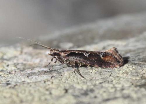 Rhigognostis incarnatella