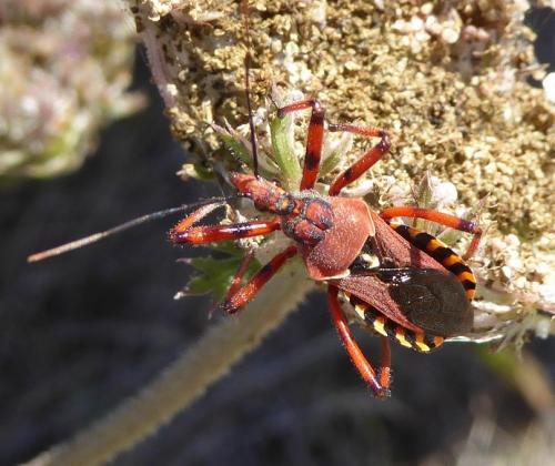 Réf. 203 567 : Rhynocoris erythropus