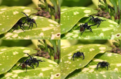 Carrhotus xanthogramma