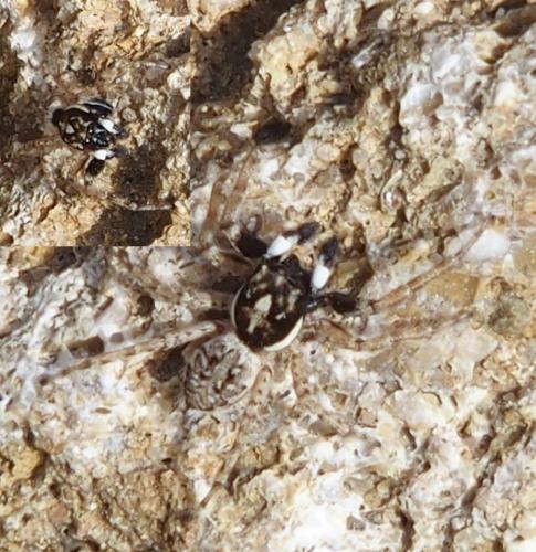 Menemerus semilimbatus