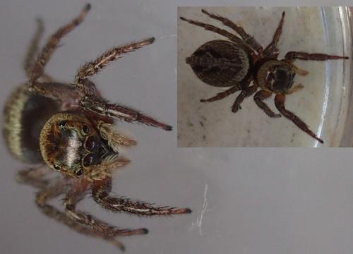 Hasarius adansoni