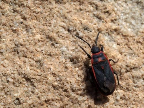 Réf. 203 689 : Scantius forsteri