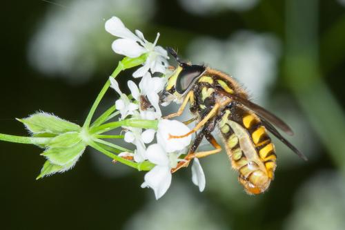 Réf. 203 247 : Chrysotoxum cautum