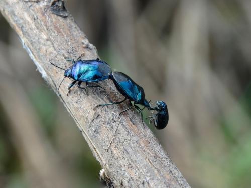 Réf. 203 166 : Zicrona caerulea