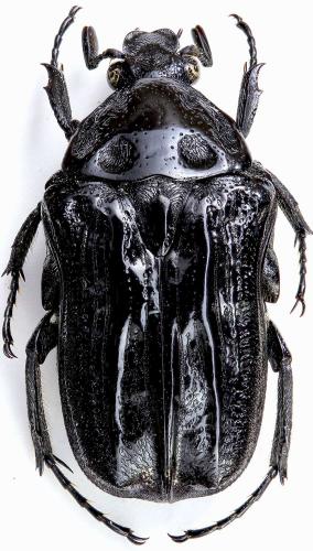 Réf. 203 307 : Trymodera aterrima duvivieri