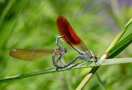 Mnais costalis