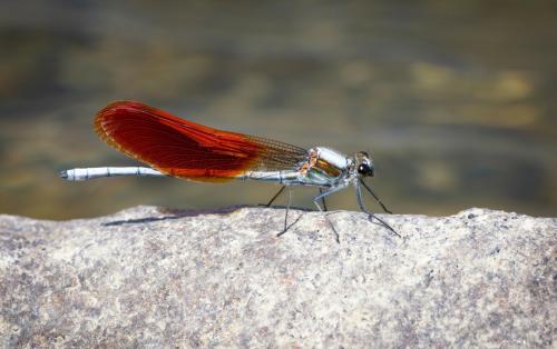 Mnais costalis