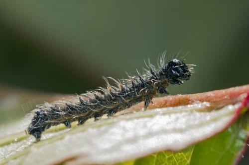 Réf. 203 617 : Nymphalis polychloros
