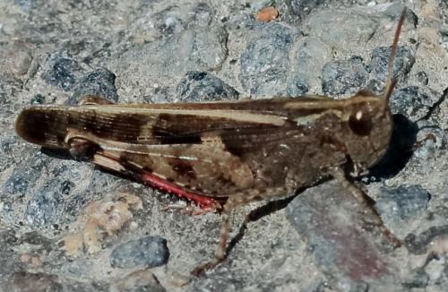 Aiolopus strepens