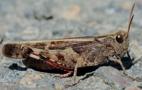 Réf. 203 635 : Aiolopus strepens