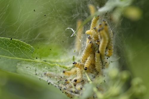 Yponomeuta sp.