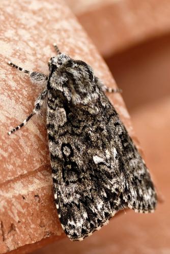 Réf. 203 502 : Acronicta rumicis