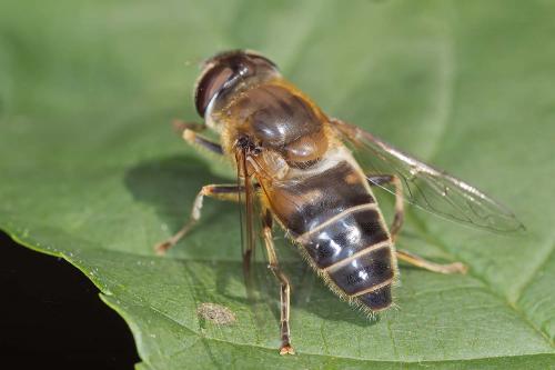 Réf. 203 284 : Eristalis pertinax