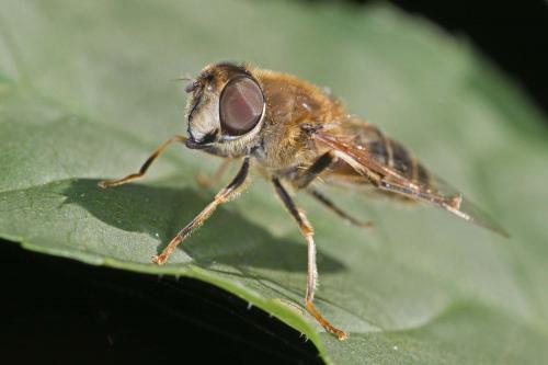 Eristalis pertinax
