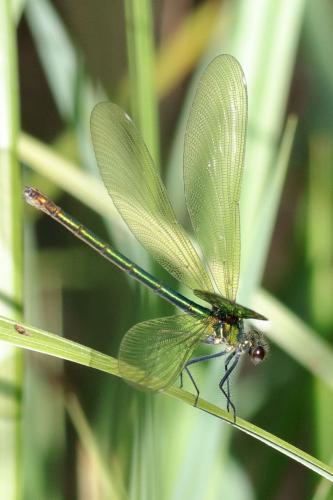Calopteryx splendens